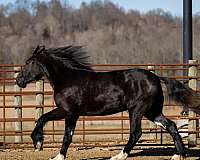 show-shire-horse