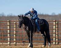 trail-riding-shire-horse