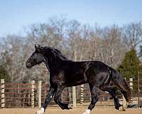 black-athletic-horse