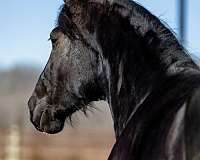 black-flashy-horse