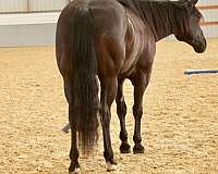 ranch-work-quarter-horse