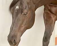 ridden-english-quarter-horse