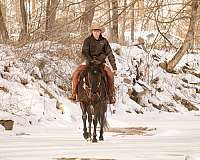 trail-riding-quarter-horse