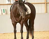 black-quarter-horse-gelding