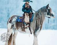 athletic-gypsy-vanner-horse