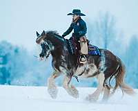 flashy-gypsy-vanner-horse