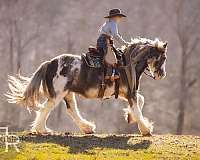 kid-safe-gypsy-vanner-horse