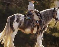 parade-gypsy-vanner-horse