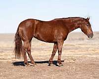 calf-roping-quarter-horse