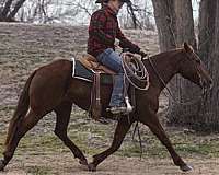 husband-safe-quarter-horse