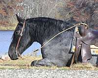 ranch-work-draft-pony