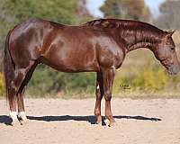 flashy-quarter-horse