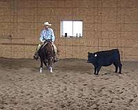 ranch-versatility-quarter-horse