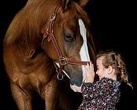 kid-safe-quarter-horse