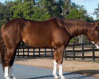 athletic-quarter-horse