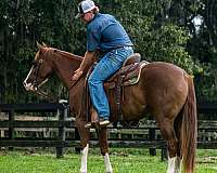 ranch-versatility-quarter-horse