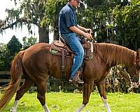 ranch-work-quarter-horse