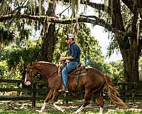 reining-quarter-horse