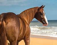 show-quarter-horse