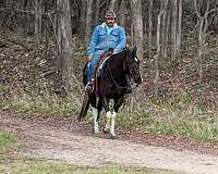 ranch-versatility-paint-horse