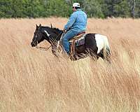 ranch-work-paint-horse