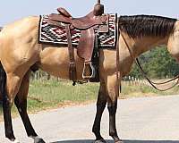 performance-quarter-horse