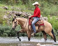 ranch-versatility-quarter-horse