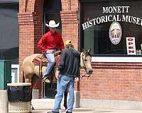 ranch-work-quarter-horse