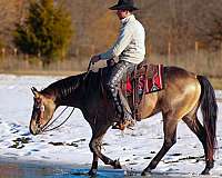 calf-roping-quarter-horse