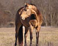 performance-quarter-horse