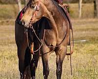 ranch-versatility-quarter-horse