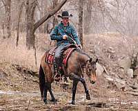 ranch-work-quarter-horse