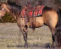 reining-quarter-horse