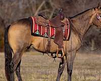 show-quarter-horse