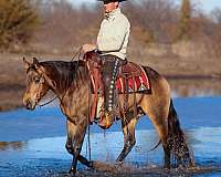 trail-riding-quarter-horse