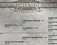 athletic-quarter-horse