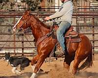 reining-quarter-horse