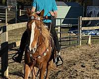 tennessee-walking-horse-for-sale