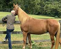 tennessee-walking-horse