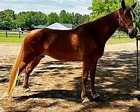 chestnut-show-horse