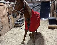 adults-tennessee-walking-horse
