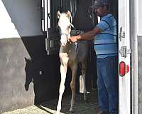 dallas-texas-pinto-horse