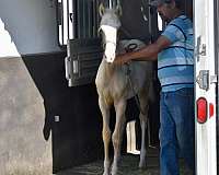 stunning-pinto-horse