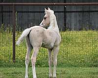 legacy-pinto-horse