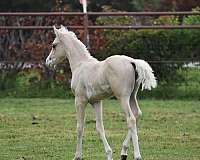 overo-filly-pinto-horse