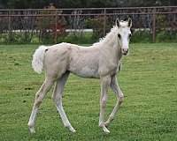 palomino-filly-pinto-horse