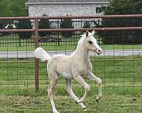 palomino-overo-pinto-horse