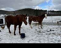 all-around-quarter-horse