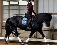 adult-amateur-friesian-horse