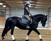 solid-wtc-friesian-horse